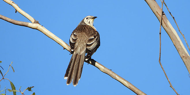 Yellow Wattle Bird - Gulkula2 Wildlife Retreat
